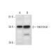 TBC1D10C Antibody (G-5) - Western Blotting - Image 294822 