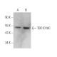 TBC1D10C Antibody (G-5) - Western Blotting - Image 375016