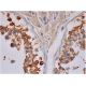 TBC1D3/3B/3C/3G Antibody (H-7) - Immunohistochemistry - Image 286270 