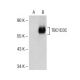 TBC1D3/3B/3C/3G Antibody (H-7) - Western Blotting - Image 153938