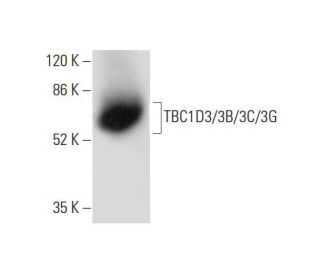 TBC1D3/3B/3C/3G Antibody (H-7) - Western Blotting - Image 305793 