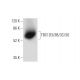 TBC1D3/3B/3C/3G Antibody (H-7) - Western Blotting - Image 305793 