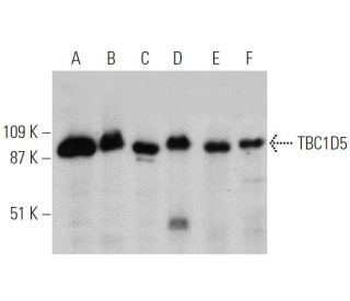 TBC1D5 Antibody (E-9) - Western Blotting - Image 360626 