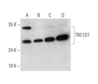 TBC1D7 Antibody (C-9) - Western Blotting - Image 324787 
