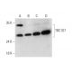TBC1D7 Antibody (C-9) - Western Blotting - Image 324787 