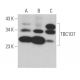 TBC1D7 Antibody (C-9) - Western Blotting - Image 365133