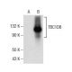 TBC1D8 Antibody (B-5) - Western Blotting - Image 157588