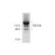 TBC1D8 Antibody (B-5) - Western Blotting - Image 299141 