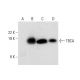 TBCA Antibody (C-2) - Western Blotting - Image 303492