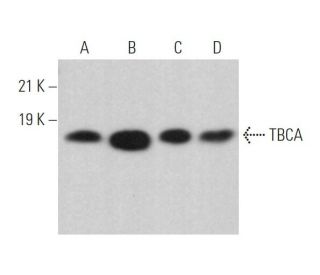 TBCA Antibody (C-2) - Western Blotting - Image 372833 