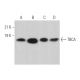TBCA Antibody (C-2) - Western Blotting - Image 372833 
