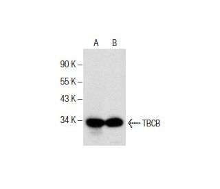 TBCB Antibody (B-12) - Western Blotting - Image 285822 