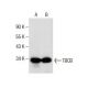TBCB Antibody (B-12) - Western Blotting - Image 285822 
