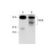 TBCB Antibody (E-1) - Western Blotting - Image 290899