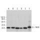 TBCB Antibody (E-1) - Western Blotting - Image 382611 