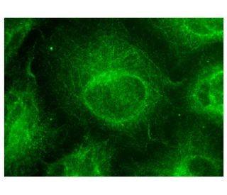 TBCC Antibody (H-5) - Immunofluorescence - Image 150818 
