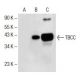 TBCC Antibody (H-5) - Western Blotting - Image 151657