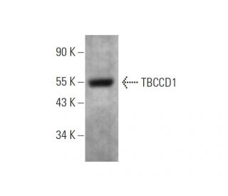 TBCCD1 Antibody (D-2) - Western Blotting - Image 344315 