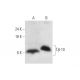Tβ-10 Antibody (D-6) - Western Blotting - Image 319567