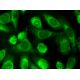 Tβ-15a/b Antibody (B-4) - Immunofluorescence - Image 380274 