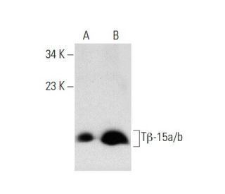 T&beta;-15a/b Antibody (B-4) - Western Blotting - Image 135494 