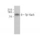 Tβ-15a/b Antibody (B-4) - Western Blotting - Image 385208