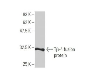 T&beta;-4 Antibody (4H7) - Western Blotting - Image 348866
