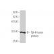 Tβ-4 Antibody (4H7) - Western Blotting - Image 348866