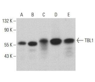 TBL1 Antibody (A-3) - Western Blotting - Image 360236 