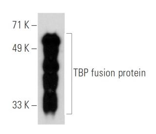 TBP Antibody (A-6) - Western Blotting - Image 30320