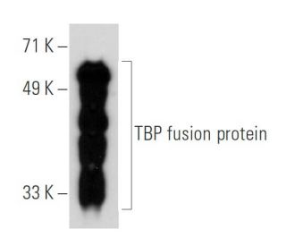 western blotting image from recommended TBP (A-9) monoclonal antibody replacement. Image 30321