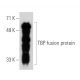 western blotting image from recommended TBP (A-9) monoclonal antibody replacement. Image 30321