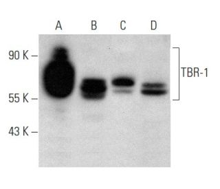 TBR-1 Antibody (G-5) - Western Blotting - Image 358393 