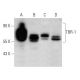 western blotting image from recommended TBR-1 (G-5) monoclonal antibody replacement. Image 358393