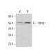 TBRG1 Antibody (D-9) - Western Blotting - Image 378437 