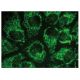 TBRG4 Antibody (B-1) - Immunofluorescence - Image 149828 