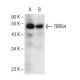 TBRG4 Antibody (B-1) - Western Blotting - Image 146771