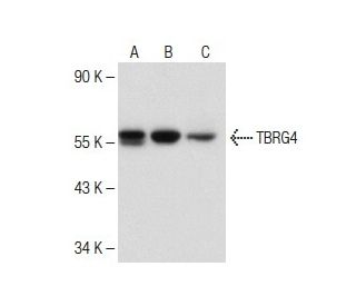 TBRG4 Antibody (B-1) - Western Blotting - Image 150344 