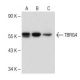 TBRG4 Antibody (B-1) - Western Blotting - Image 150344 