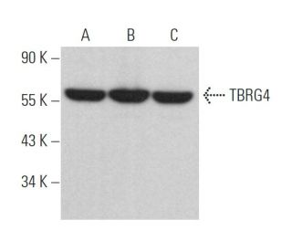 TBRG4 Antibody (F-1) - Western Blotting - Image 370103 