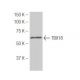 TBX18 Antibody (CD-21) - Western Blotting - Image 53928 