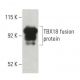TBX18 Antibody (CD-21) - Western Blotting - Image 397513