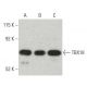 TBX18 Antibody (CD-21) - Western Blotting - Image 397514 