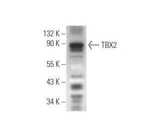 TBX2 Antibody (D-3) - Western Blotting - Image 319552 