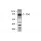 TBX2 Antibody (D-3) - Western Blotting - Image 319552 