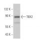 TBX2 Antibody (D-3) - Western Blotting - Image 364199