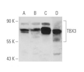 western blotting image from recommended TBX3 (A-6) monoclonal antibody replacement. Image 66382