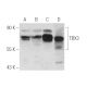 western blotting image from recommended TBX3 (A-6) monoclonal antibody replacement. Image 66382