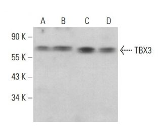 TBX3 Antibody (A-6) - Western Blotting - Image 376446 