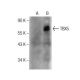 TBX5 Antibody (A-4) - Western Blotting - Image 160768
